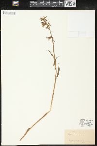 Platanthera lacera image