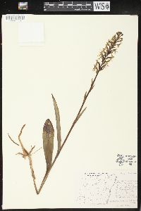 Platanthera lacera image