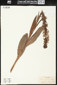 Platanthera lacera image