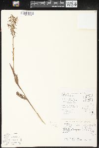 Platanthera lacera image