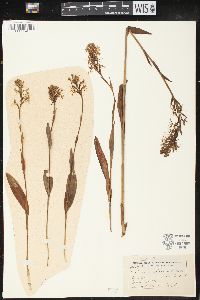 Platanthera lacera image