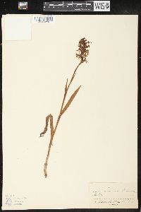 Platanthera lacera image