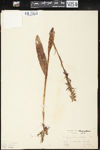 Platanthera lacera image