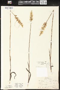 Platanthera nivea image