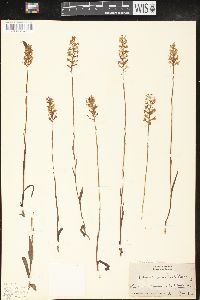 Platanthera nivea image