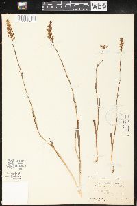 Platanthera nivea image