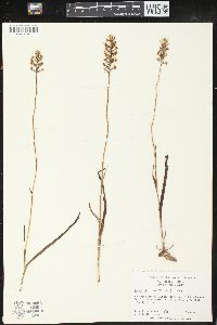 Platanthera nivea image