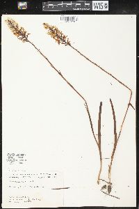 Platanthera nivea image