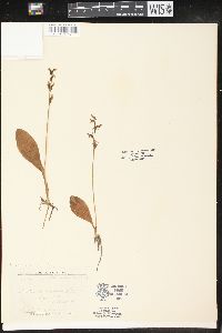 Platanthera obtusata image