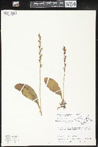 Platanthera obtusata image