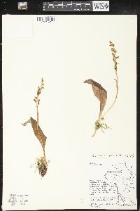 Platanthera obtusata image