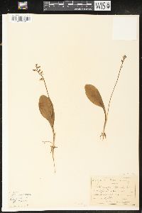 Platanthera obtusata image