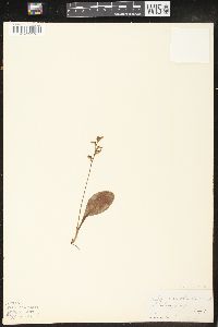 Platanthera obtusata image