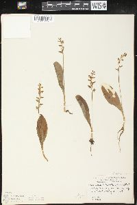 Platanthera obtusata image