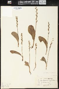 Platanthera obtusata image