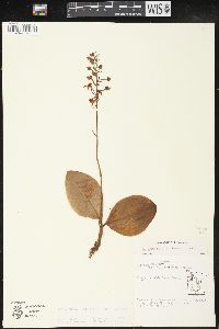 Platanthera orbiculata image