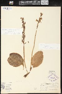 Platanthera orbiculata image