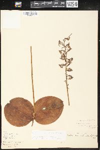 Platanthera orbiculata image