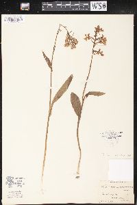 Platanthera peramoena image