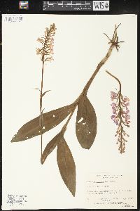 Platanthera psycodes image