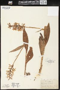 Platanthera psycodes image