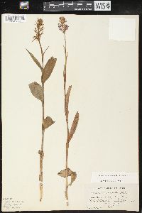 Platanthera psycodes image