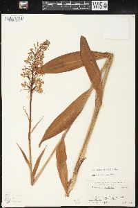 Platanthera psycodes image