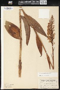 Platanthera psycodes image