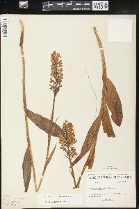 Platanthera psycodes image