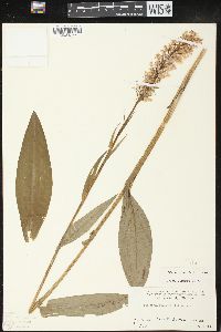 Platanthera psycodes image