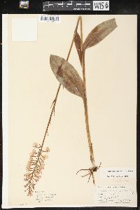 Platanthera psycodes image
