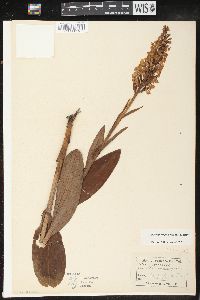 Platanthera psycodes image