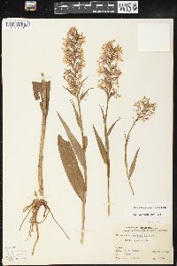 Platanthera psycodes image