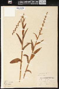 Platanthera stricta image