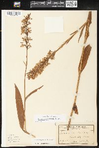 Platanthera psycodes image