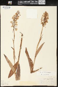 Platanthera psycodes image