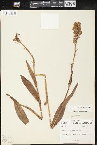 Platanthera psycodes image