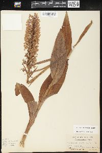 Platanthera psycodes image