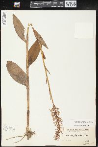 Platanthera psycodes image