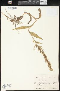 Platanthera repens image