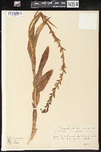 Platanthera sparsiflora image