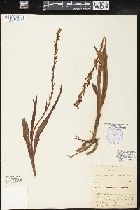 Platanthera sparsiflora image