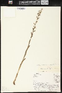 Platanthera brevifolia image