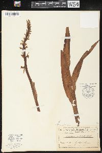 Platanthera dilatata image