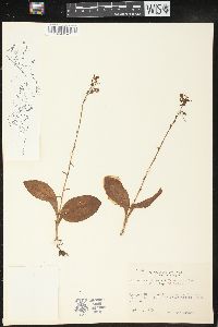 Platanthera florentii image