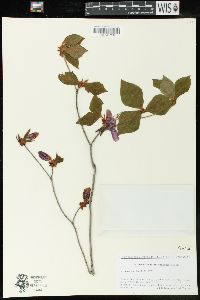 Rhododendron wadanum image