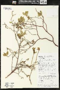 Rhododendron dauricum image