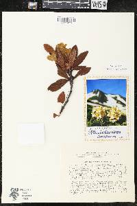Rhododendron aureum image