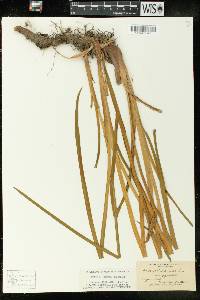 Acorus calamus image