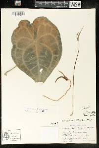 Anthurium clarinervium image